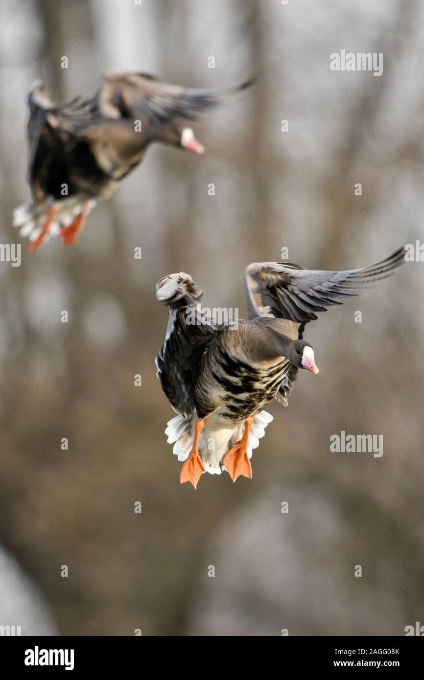 Greater White-fronted Geese / Blaessgaense ( Anser albifrons ), little flock in flight, landing in front of pollarded willows, typical background, wil Stock Photo