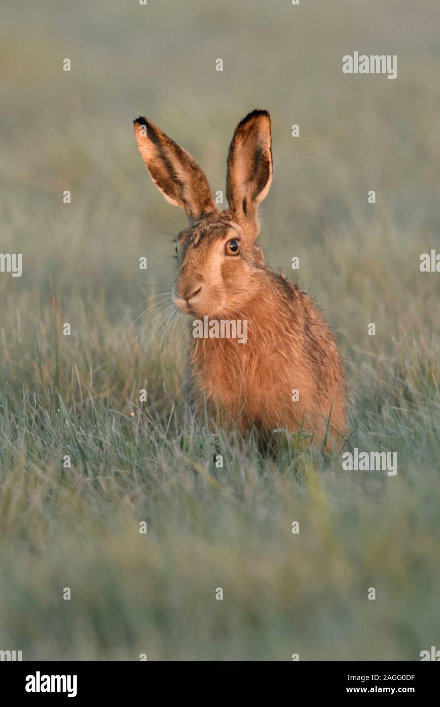 Brown Hare / European Hare / Feldhase ( Lepus europaeus ) sitting in grass, watching curious but carefully, first morning light, wildlife, Europe. Stock Photo