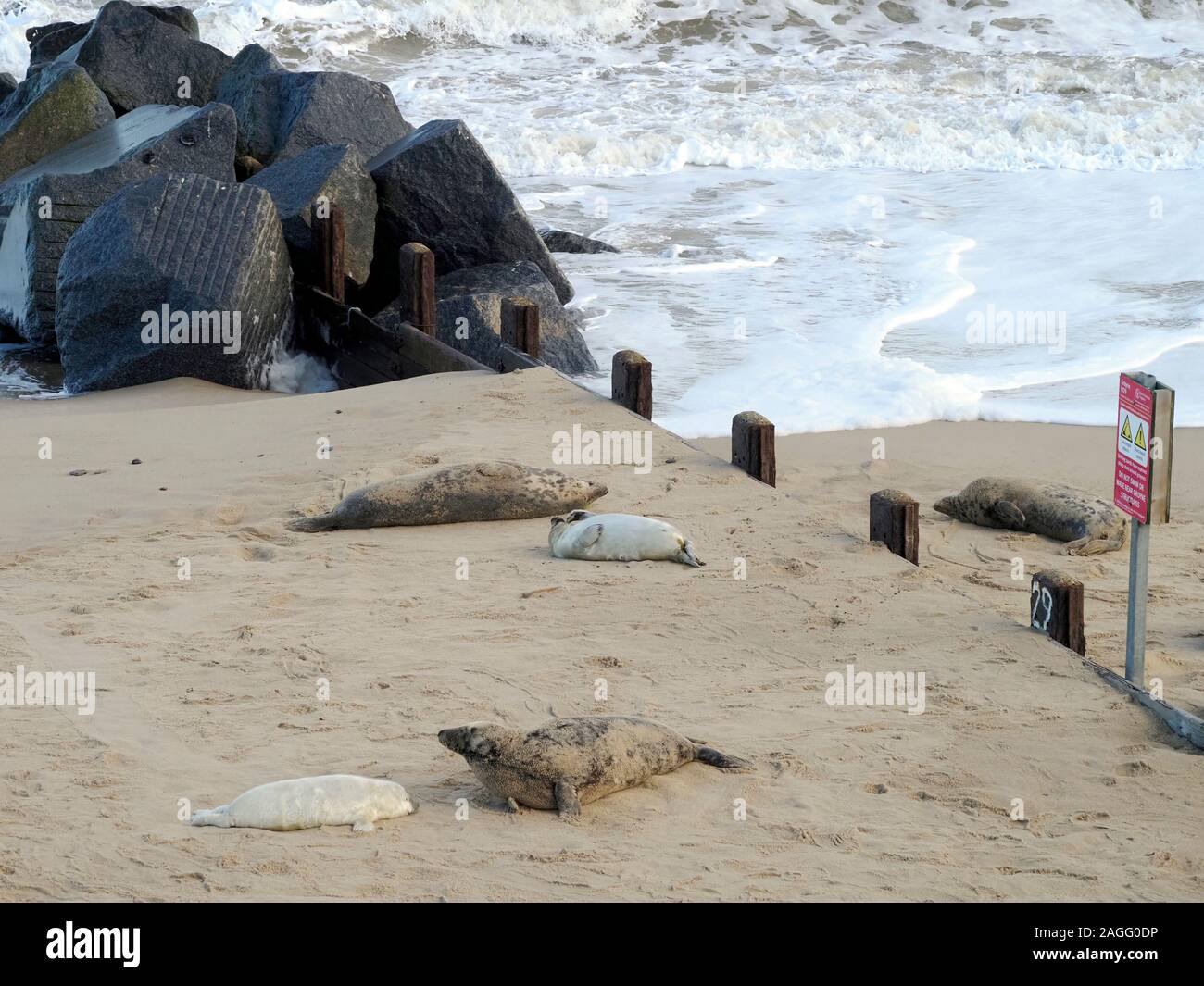 Atlantic Grey Seals (Halichoerus grypus atlantica) and pups on Horsey beach, Norfolk, a major breeding colony for these animals. Stock Photo