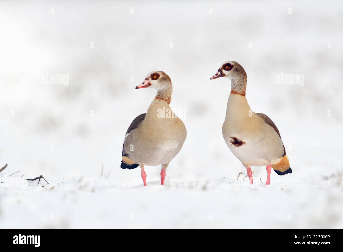 Egyptian Geese / Nilgaense (Alopochen aegyptiacus) pair, couple in winter, standing next to each other in fresh fallen snow, watching, wildlife, Europ Stock Photo
