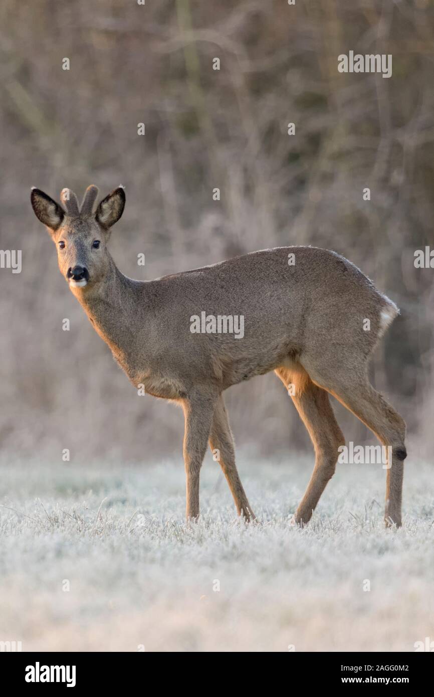 Roe Deer / Reh ( Capreolus capreolus ), male in winter, buck, velvet antlers, standing at the edge of a forest on a snow covered meadow, wildilfe, Eur Stock Photo