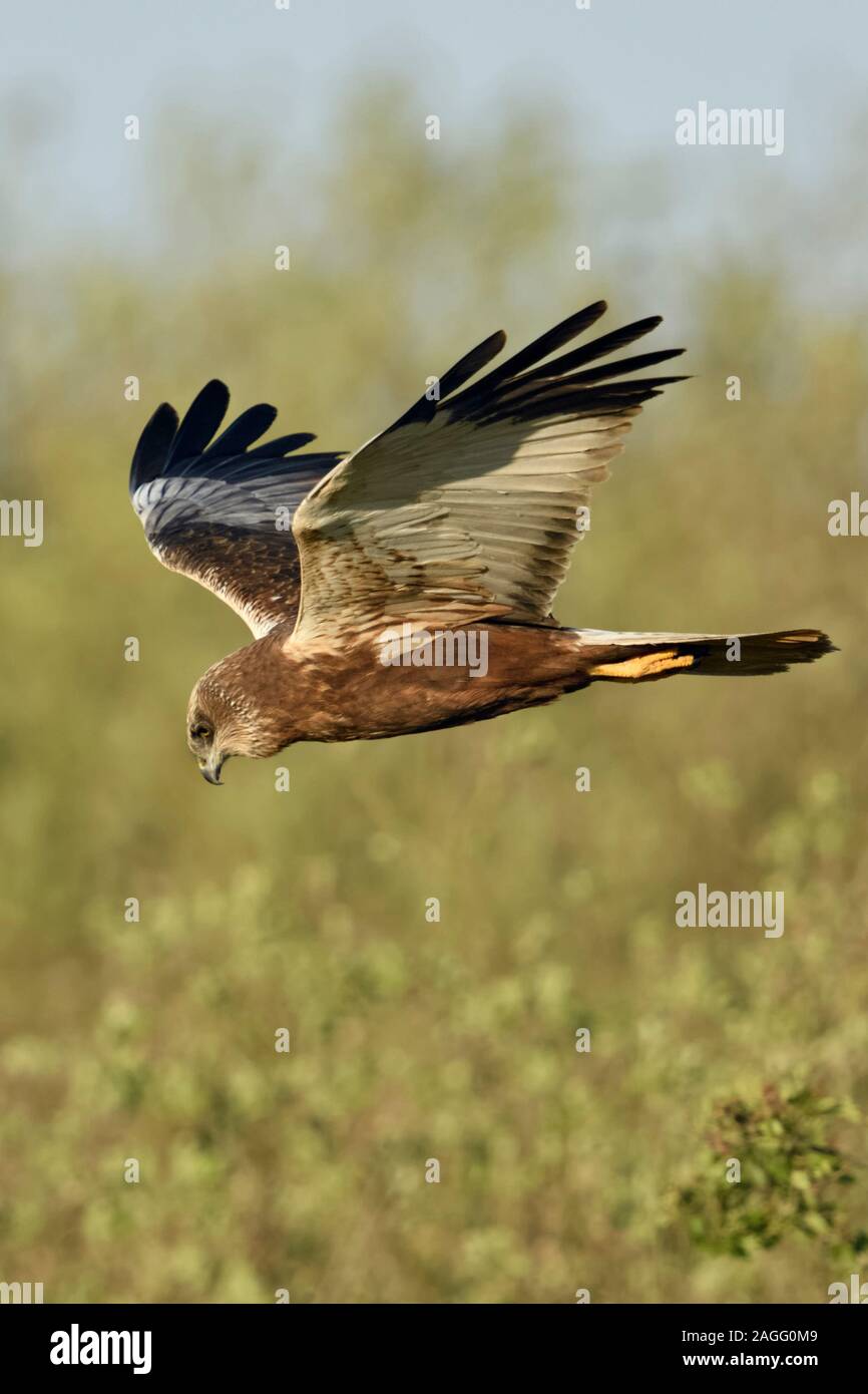 Western Marsh Harrier  ( Circus aeruginosus ), adult male, in typical flight pose, V-wings, searching for food, wildlife, Netherlands, Europe. Stock Photo