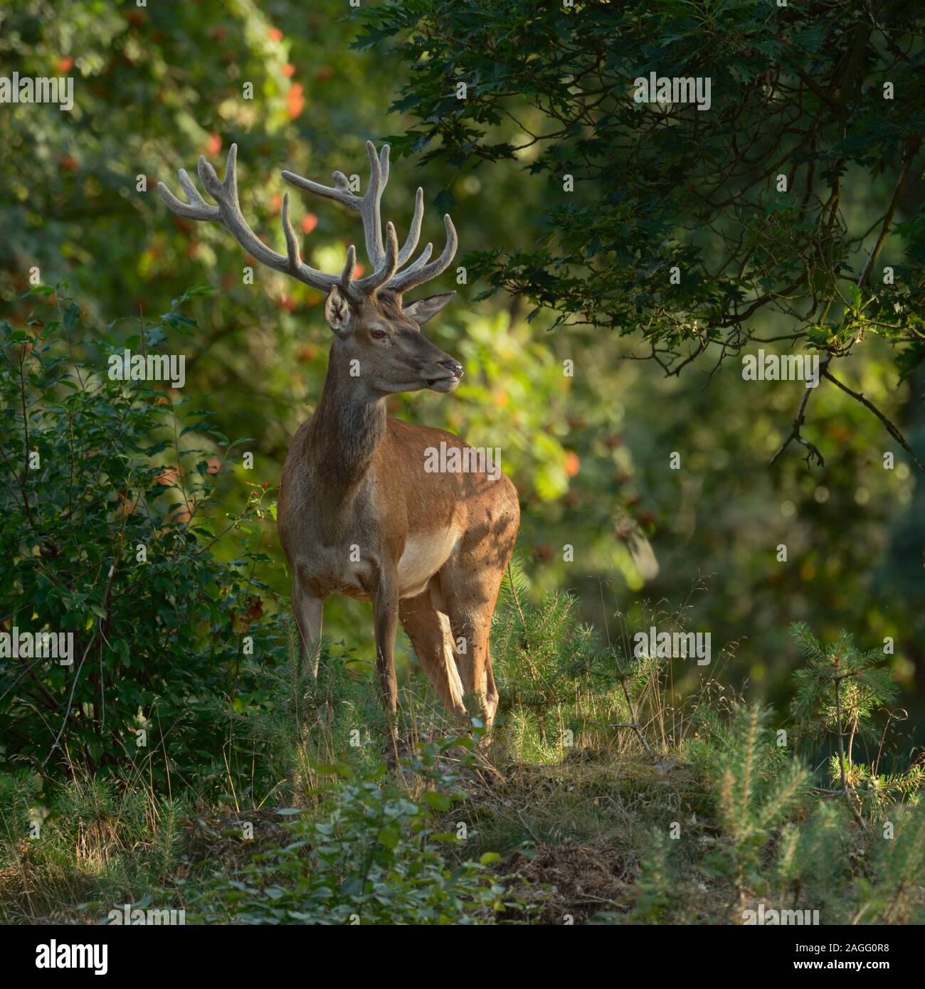 Red Deer / Rothirsch ( Cervus elaphus ), male, stag, with velvet on antlers, standing on a little hill in a mixed forest, watching, nice evening light Stock Photo