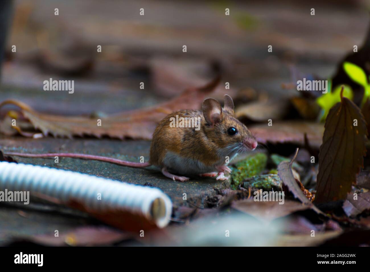 Apodemus alpicola, a small mountain mouse Stock Photo Alamy