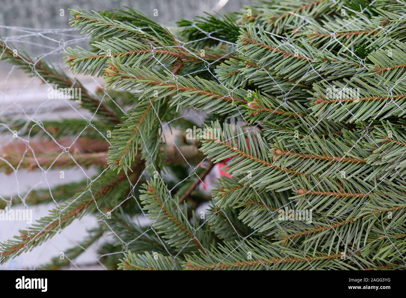 Closeup of a  packed green Nordmann fir is lying outside the house on the balcony and waiting for its use as Christmas tree Stock Photo