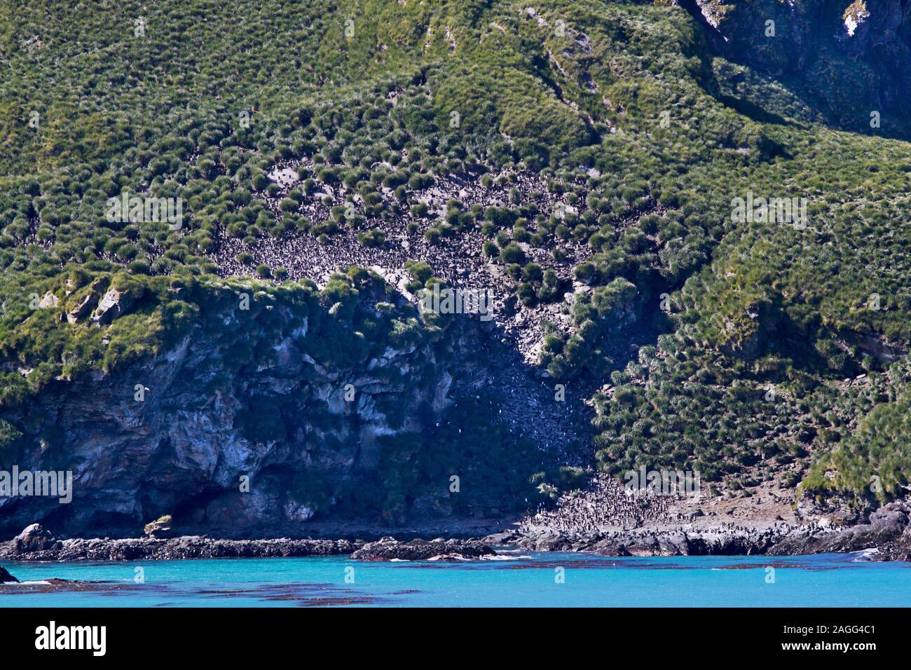 Colony of mainly Macaroni Penguins (eudyptes chrysolophus), Cooper Bay, South Georgia Stock Photo