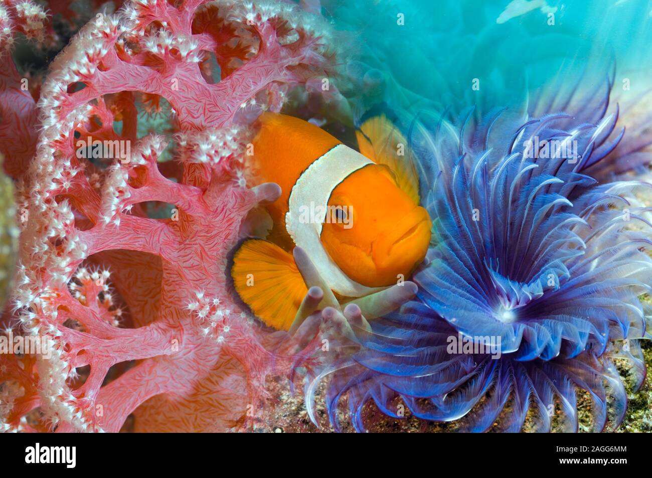 Clown anemonefish [Amphiprion ocellaris] with soft coral and a feather duster worm.  Tropical coral reef. Stock Photo