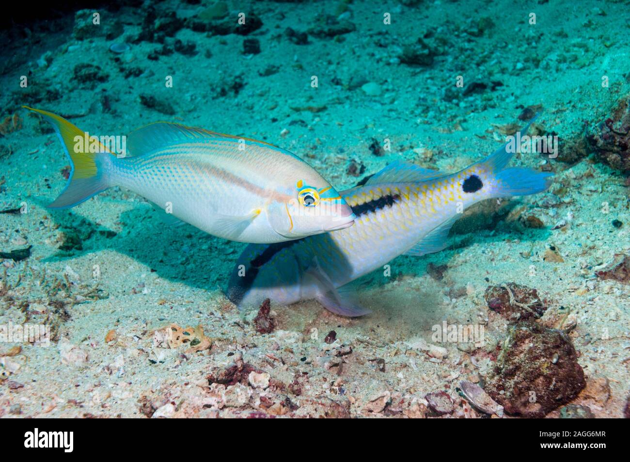 Rainbow monocle bream or Bald spot monocle bream [Scolopsis temporalis] hovering over a Dash-and-dot goatfish [Parapeneus barberinus].  West Papua, In Stock Photo