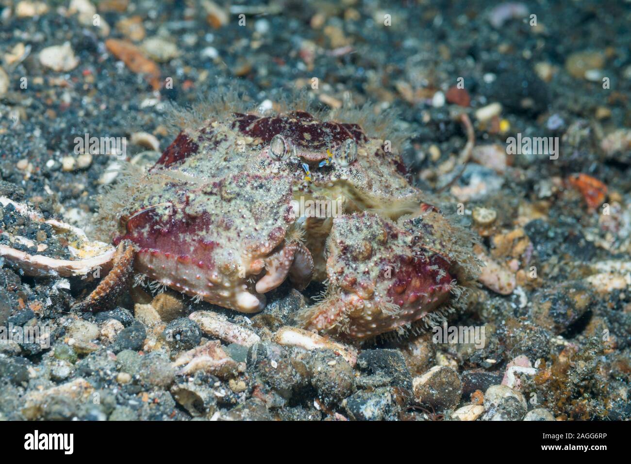 Box Crab.  Lembeh Strait, North Sulawesi, Indonesia. Stock Photo