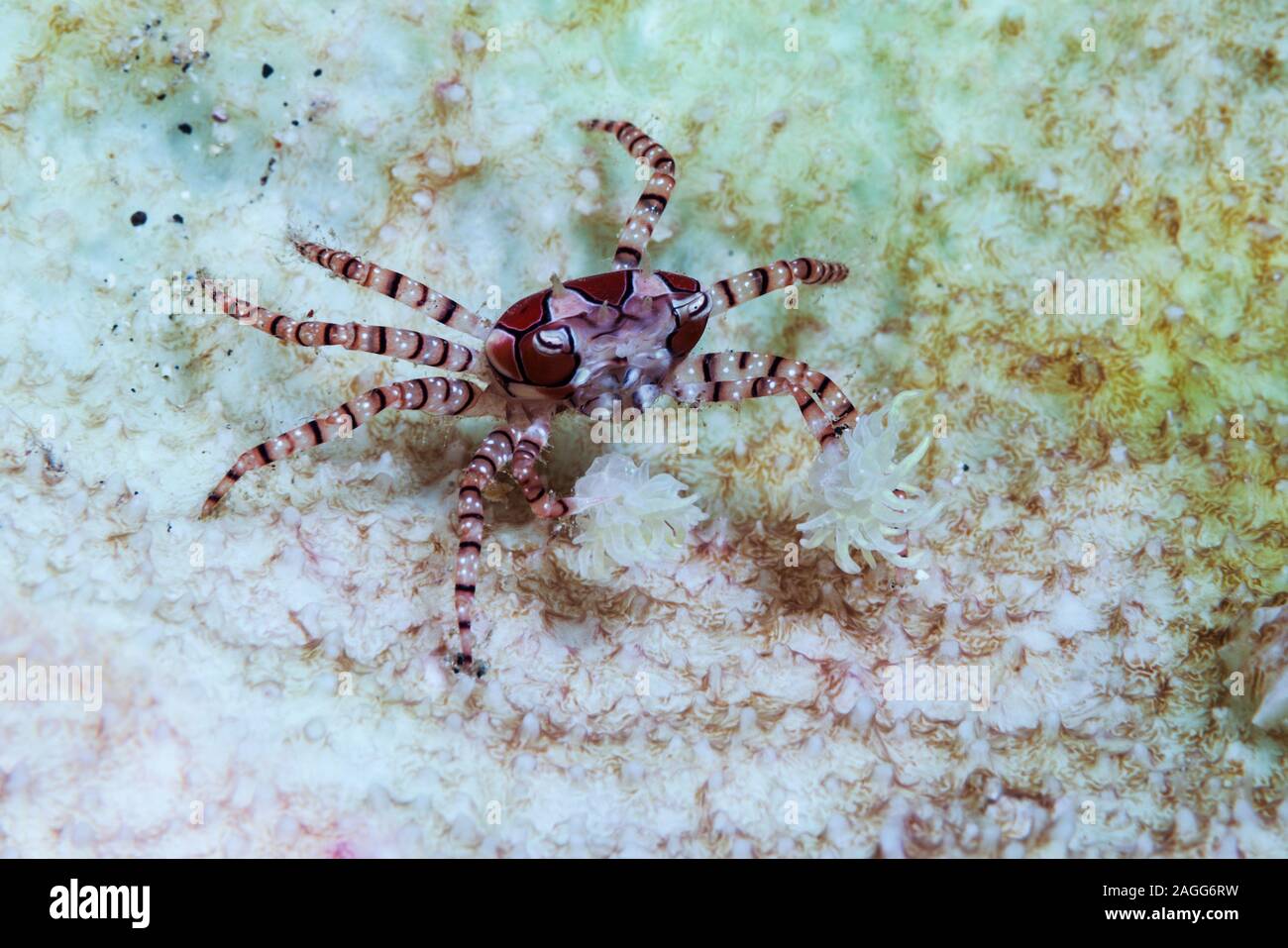 Boxer Crab [Lybia tessellata].  Lembeh Strait, North Sulawesi, Indonesia. Stock Photo
