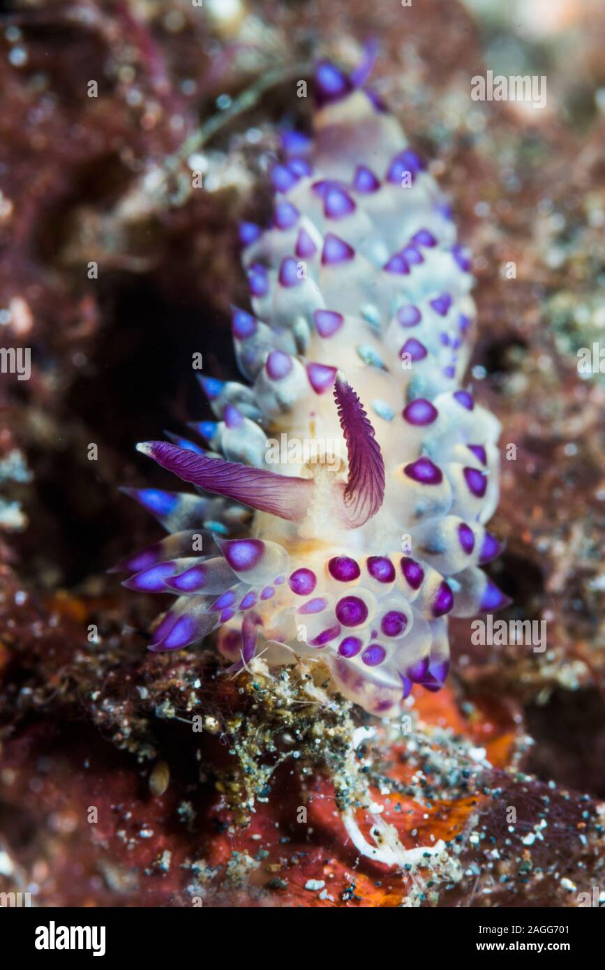 Nudibranch - Janolus sp.  Lembeh Strait, North Sulawesi, Indonesia. Stock Photo