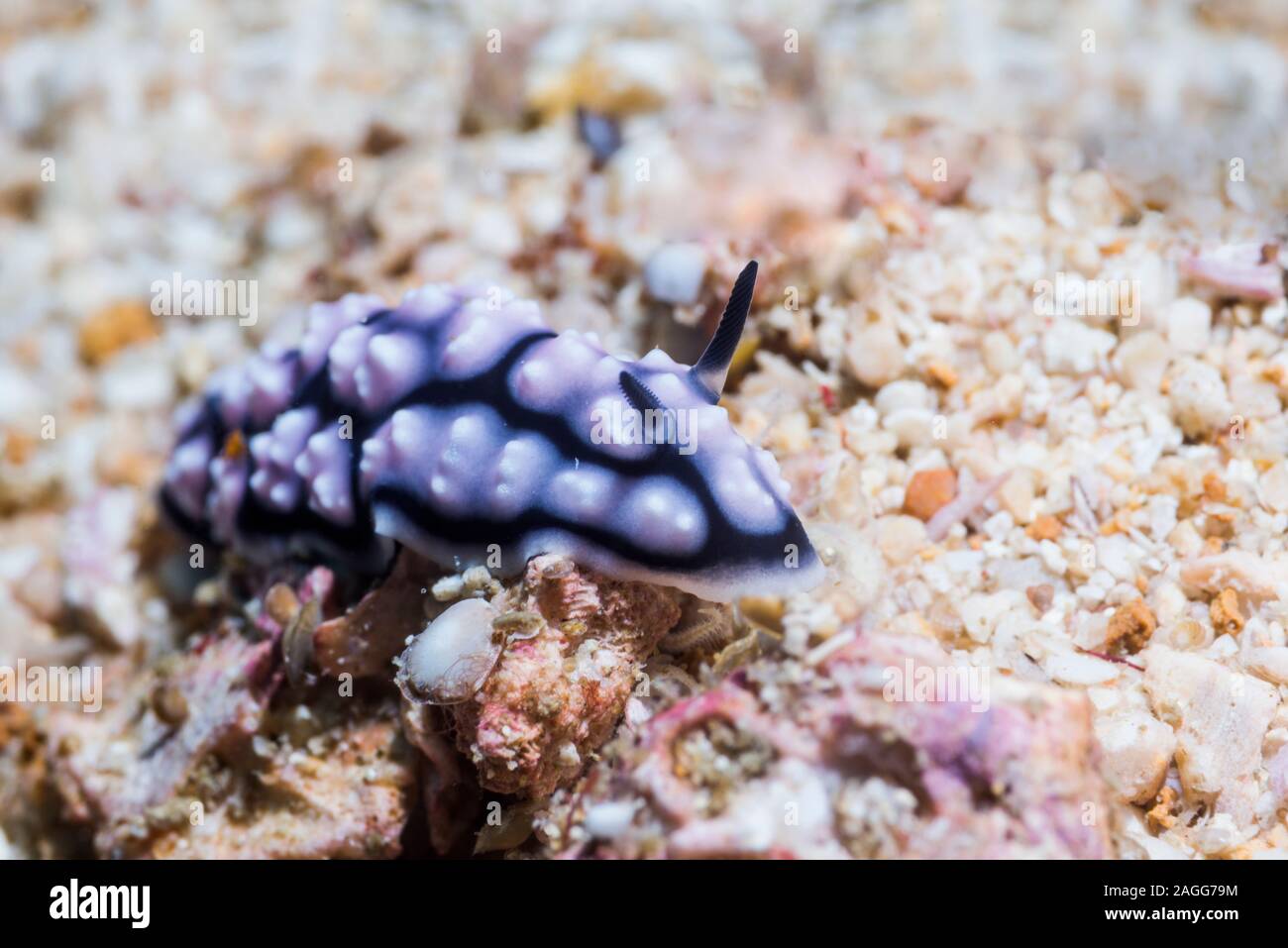 Nudibranch - Phyllidiella pustulosa.  West Papua, Indonesia.  Indo-West Pacific. Stock Photo