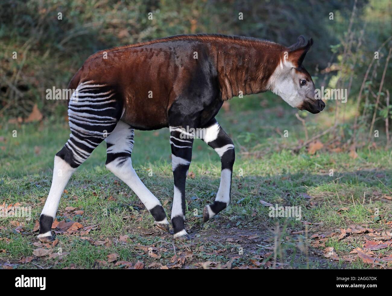 Cologne Zoo Enclosure High Resolution Stock Photography and Images - Alamy