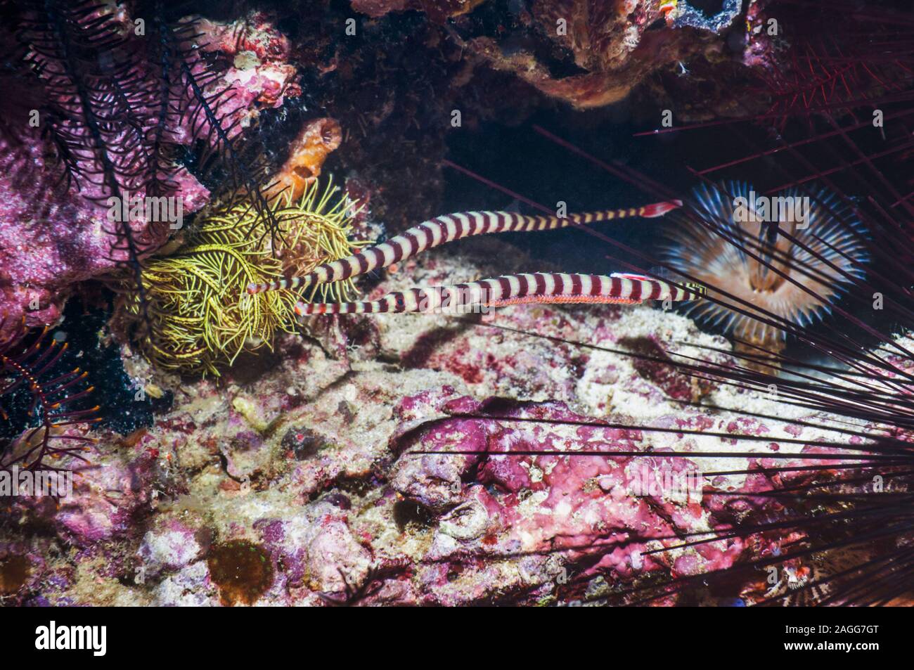 Banded Pipefish  (Doryrhamphus dactyliophorus) pair, male carrying eggs.  Cebu, Malapascua Island, Philippines. Stock Photo