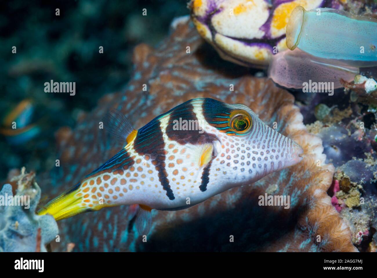 Black-saddled Toby or Valentine's Pufferfish [Canthigaster valentini].  Lembeh Strait,  North Sulawesi, indonesia. Stock Photo