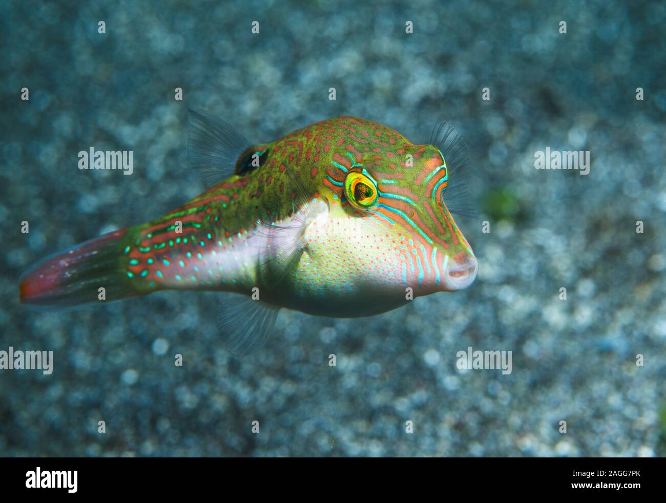 Bennets's toby, Bennet's sharpnose puffer [Canthigaster bennetti].  North Sulawesi, Indonesia. Stock Photo