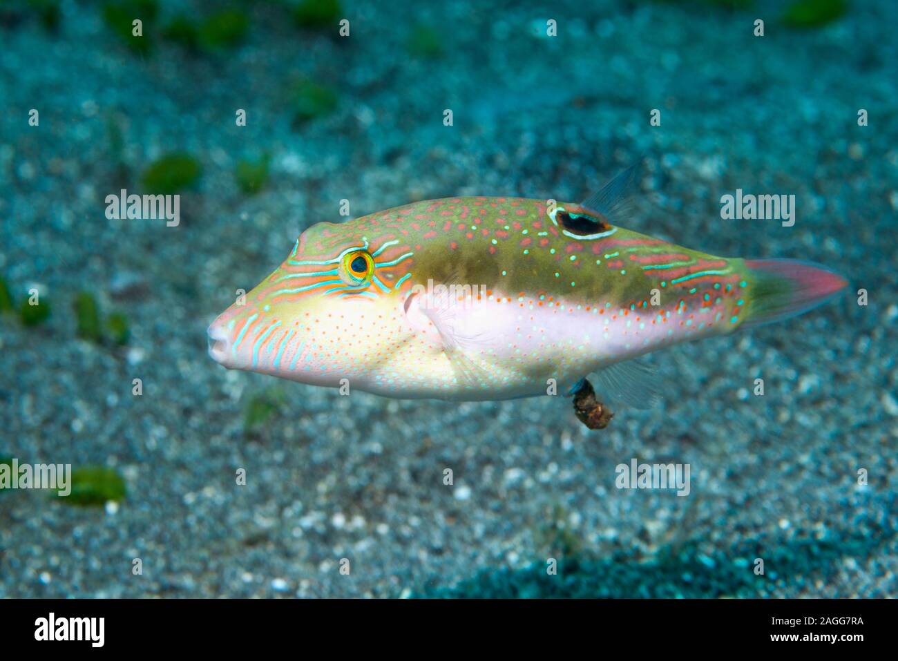 Bennets's toby, Bennet's sharpnose puffer [Canthigaster bennetti] defecating.  North Sulawesi, Indonesia. Stock Photo