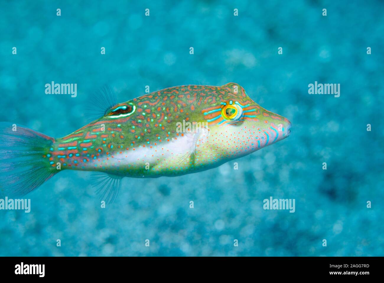 Bennets's toby, Bennet's sharpnose puffer [Canthigaster bennetti].  North Sulawesi, Indonesia. Stock Photo