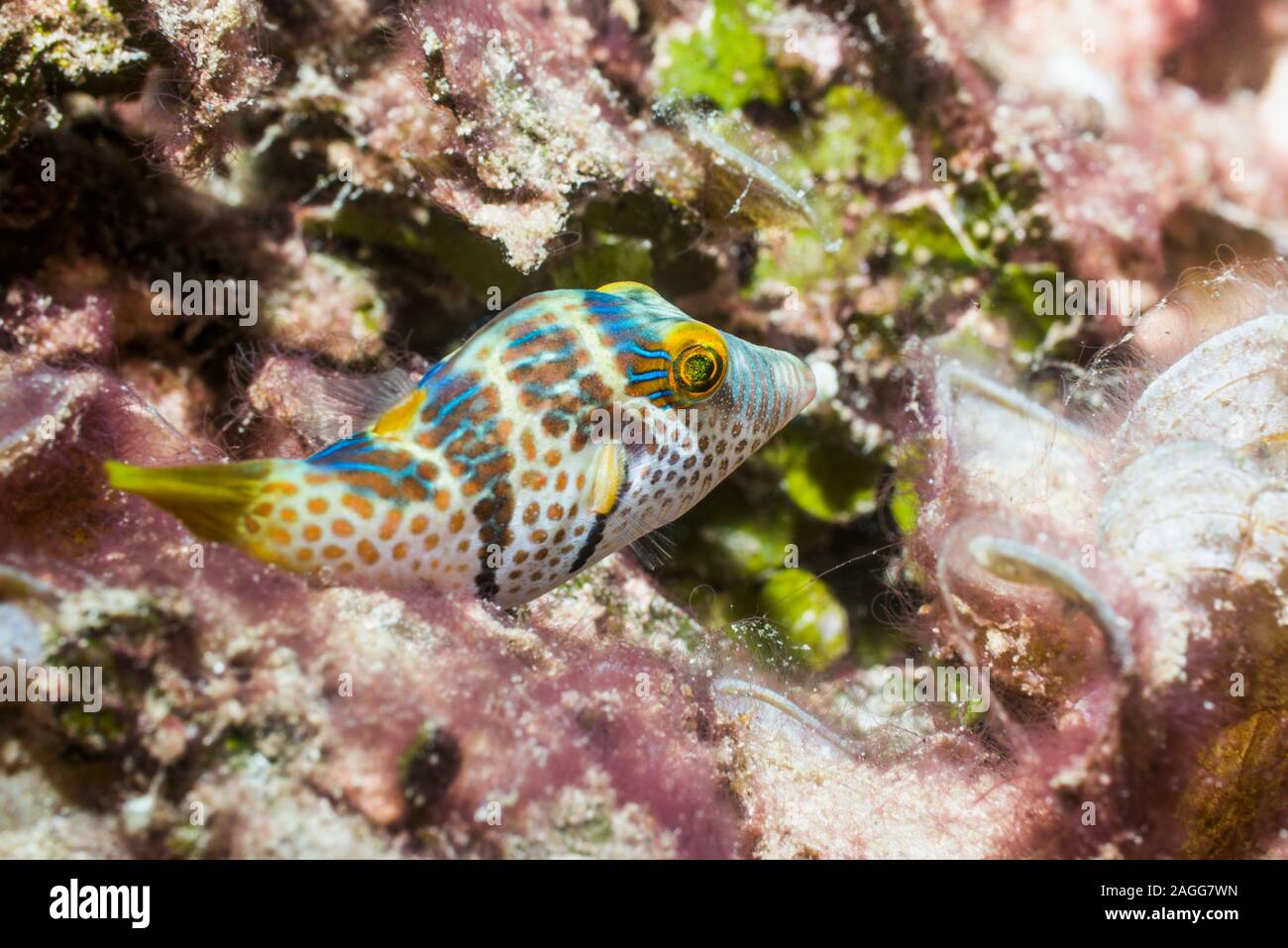 Bladk Saddled Toby, Valentine's puffer [Canthigaster valentini].  West Papua, Indonesia.  Indo-West Pacific. Stock Photo