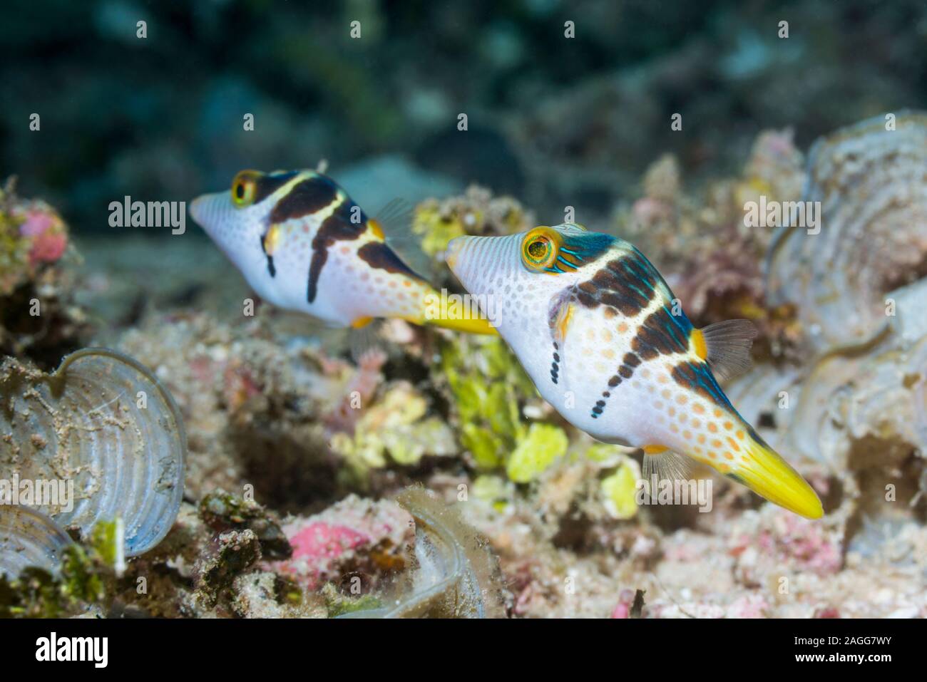 Bladk Saddled Toby, Valentine's puffer [Canthigaster valentini].  West Papua, Indonesia.  Indo-West Pacific. Stock Photo