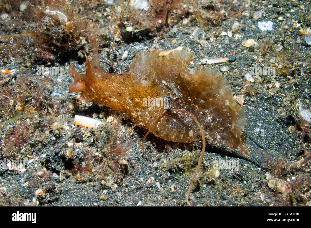 Sea Hare [Aplysia sp].  Lembeh, Strait, North Sulawesi, Indonesia. Stock Photo
