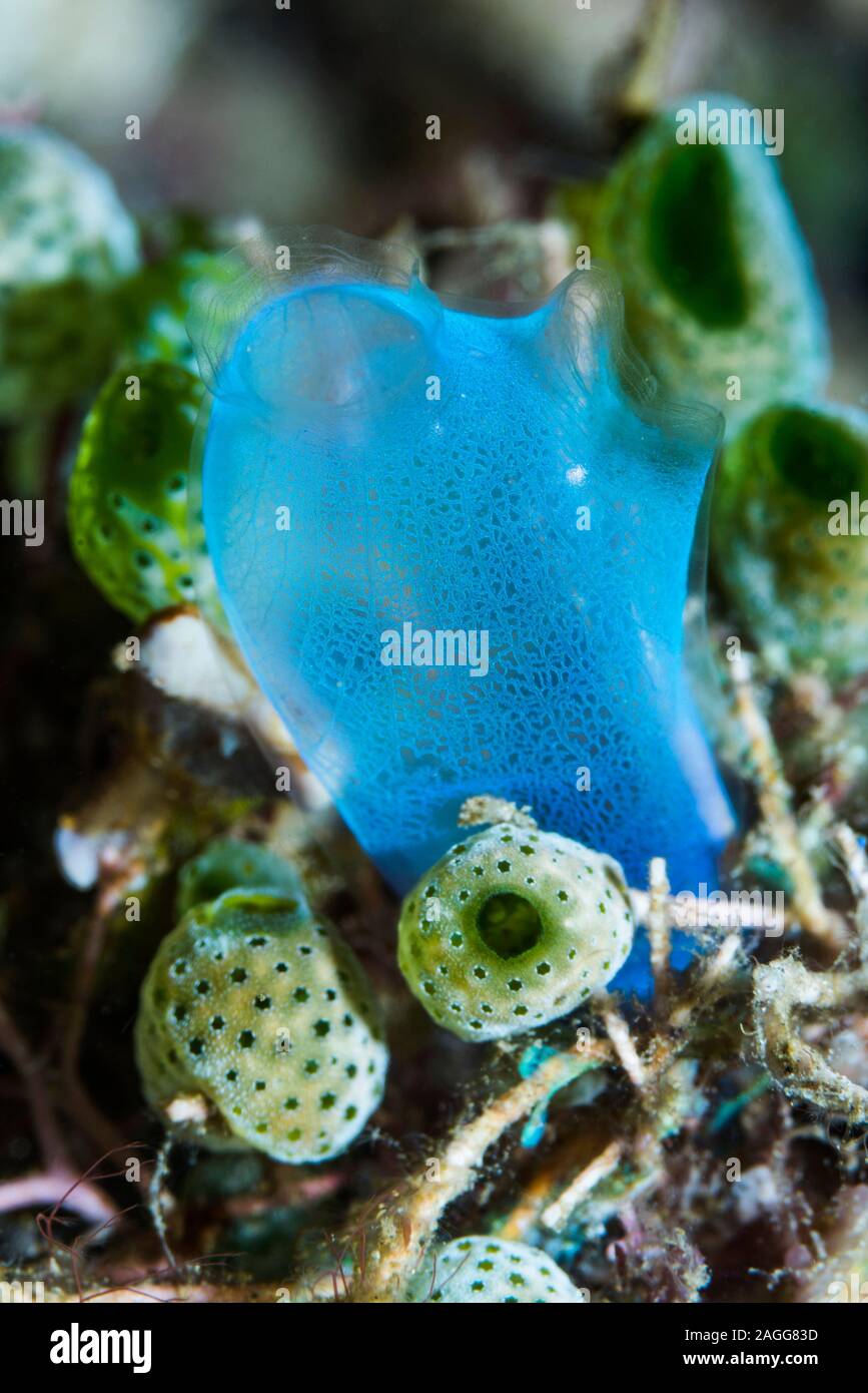 Blue club tunicate [Rhopalaea crassa] and Green urn sea squirt [Didemnum molle].  North Sulawesi, Indonesia. Stock Photo