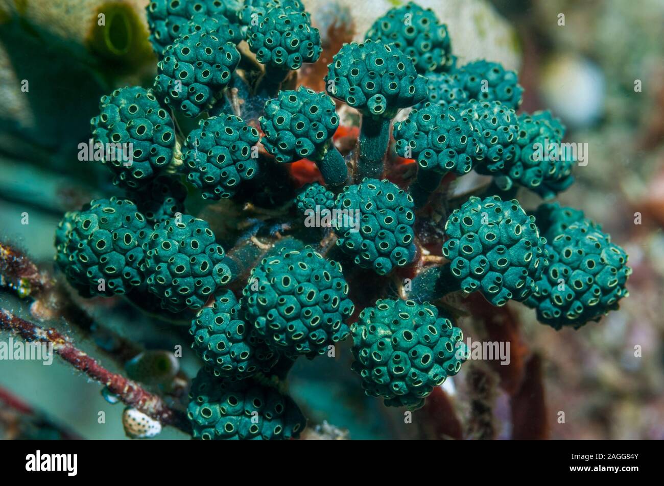 Stalked Sea squirts - Oxycorynia fascicularis.  West Papua, Indonesia. Stock Photo