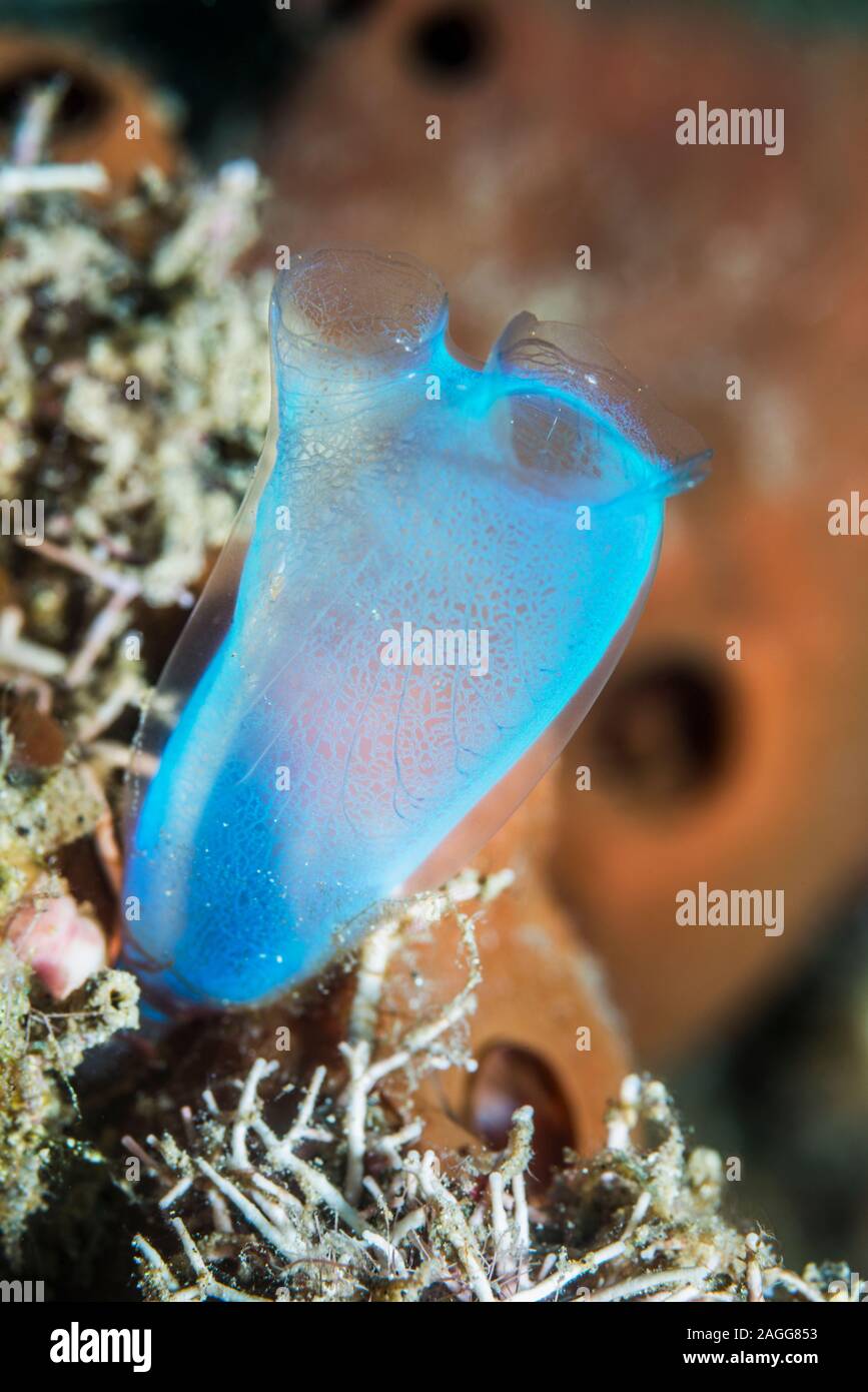 Blue club tunicate [Rhopalaea crassa].  North Sulawesi, Indonesia. Stock Photo