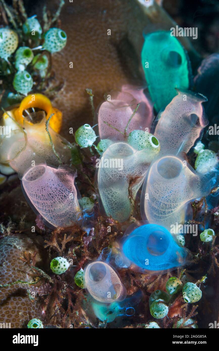 Blue Club Tunicate [Rhopalaea crassa].  Lembeh Strait, North Sulawesi, Indonesia. Stock Photo