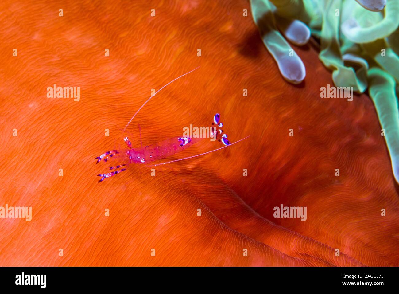 Sarasvati anemone shrimp [Ancylomenes sarasvati] on a Magnificent sea anemone [Heteractis magnifica].  North Sulawesi, Indonesia. Stock Photo