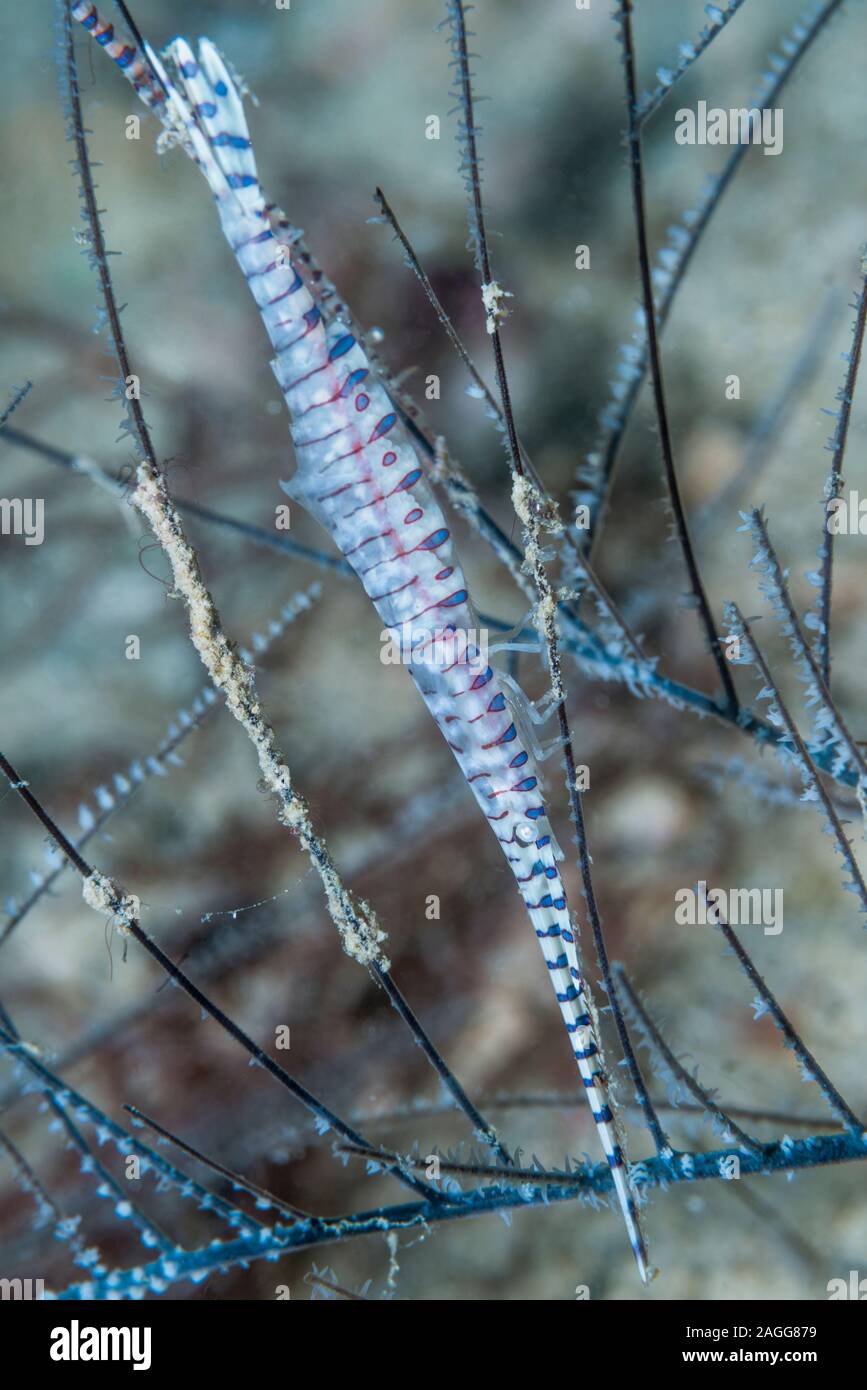 Banded Tozeuma Shrimp [Tozeuma armatum].  West Papua, Indonesia.  Indo-West Pacific. Stock Photo
