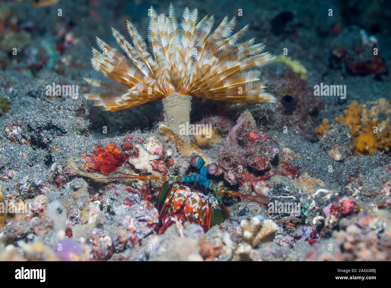 Peacock Mantis Shrimp [Odontodactylus scyllarus] in its burrow in front of a fanworm.  Lembeh Strait, North Sulawesi, Indonesia. Stock Photo