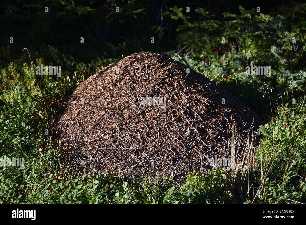 Ameisenhaufen Im Garten : So Werden Sie Ameisen Im Hochbeet Los Mein