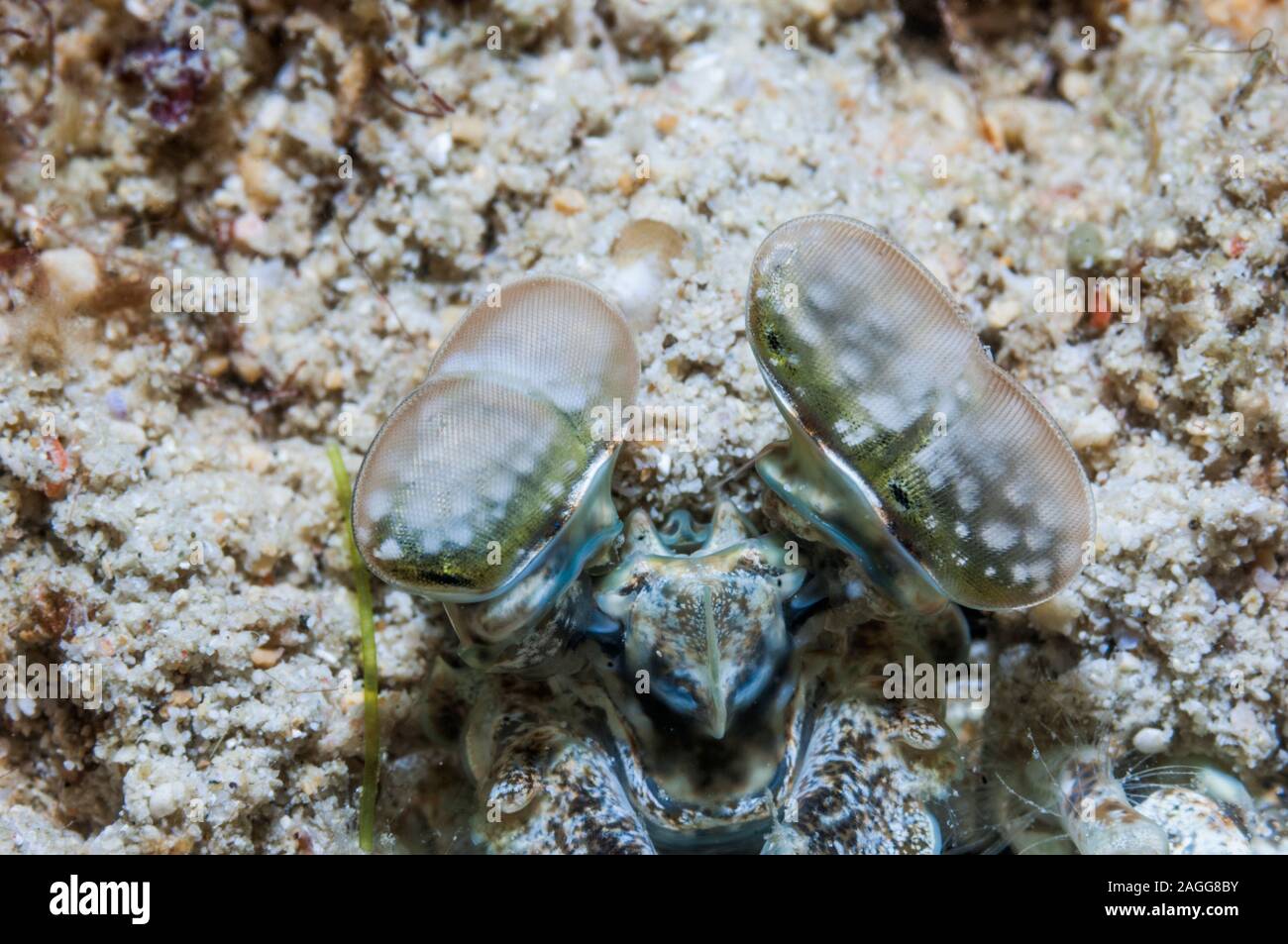 Spearing mantis shrimp [Lysiosquillina sp.].   Puerto Galera, Philippines. Stock Photo