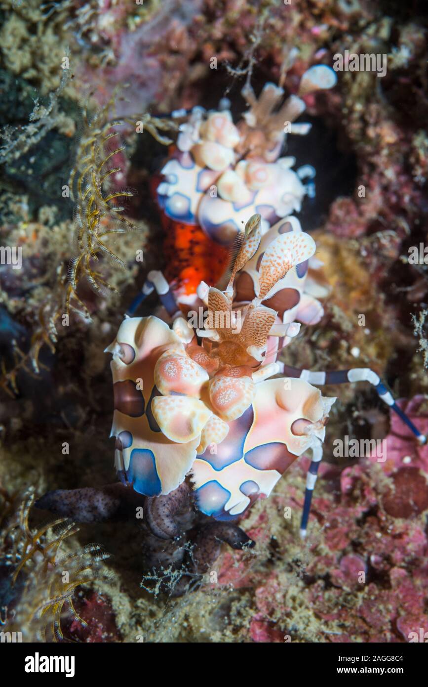 Harlequin Shrimp [Hymenocera elegans] pair with starfish prey.  West Papua, Indonesia.  Indo-West Pacific. Stock Photo