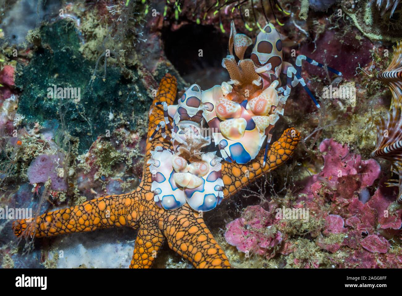 Harlequin Shrimp [Hymenocera elegans] pair with an Indian Starfish [Fromia indica] prey.  West Papua, Indonesia.  Indo-West Pacific. Stock Photo
