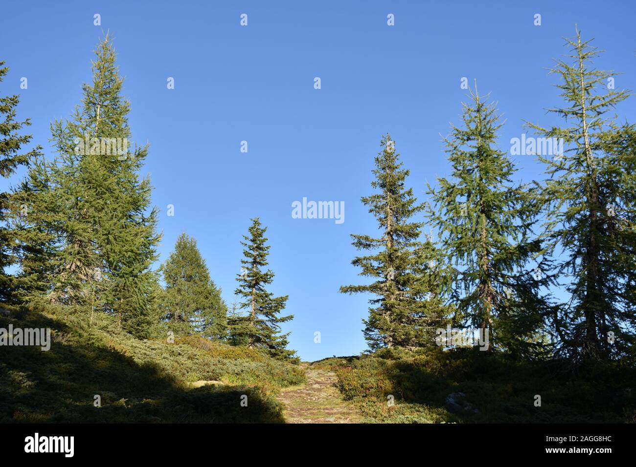 Wald, Weg, Wanderweg, Sommer, Fichte, Föhre, Sonne, scheinen, Hochstein, bergwandern, wandern, Lienzer Dolomiten, Osttirol, Tirol, Lienz, Österreich, Stock Photo