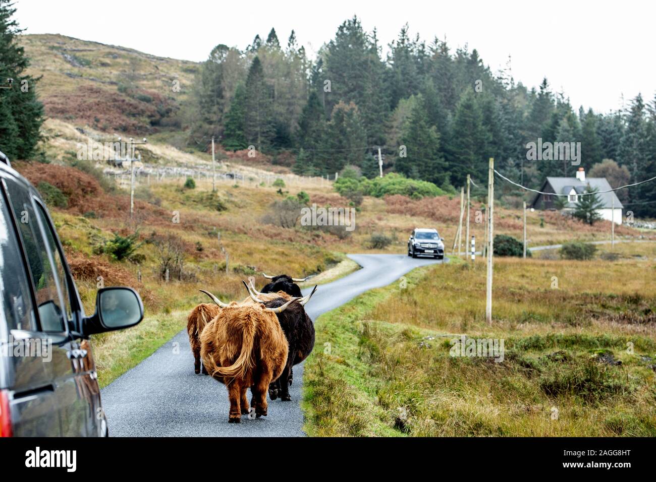 Highland cows causing a traffic jam on a single track road on the Isle of Mull, Scotland. Stock Photo