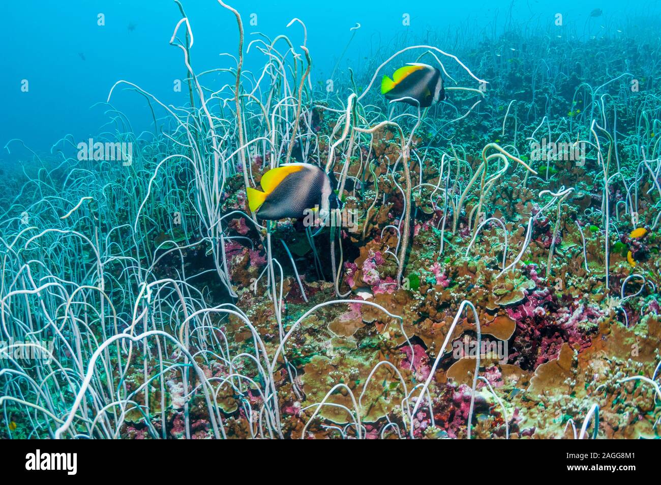 Whip corals [Junceella fragilis] with a pair of SIngular butterflyfish [Heniochus singularius] swimming through.  Similan Islands, Thailand, Andaman S Stock Photo