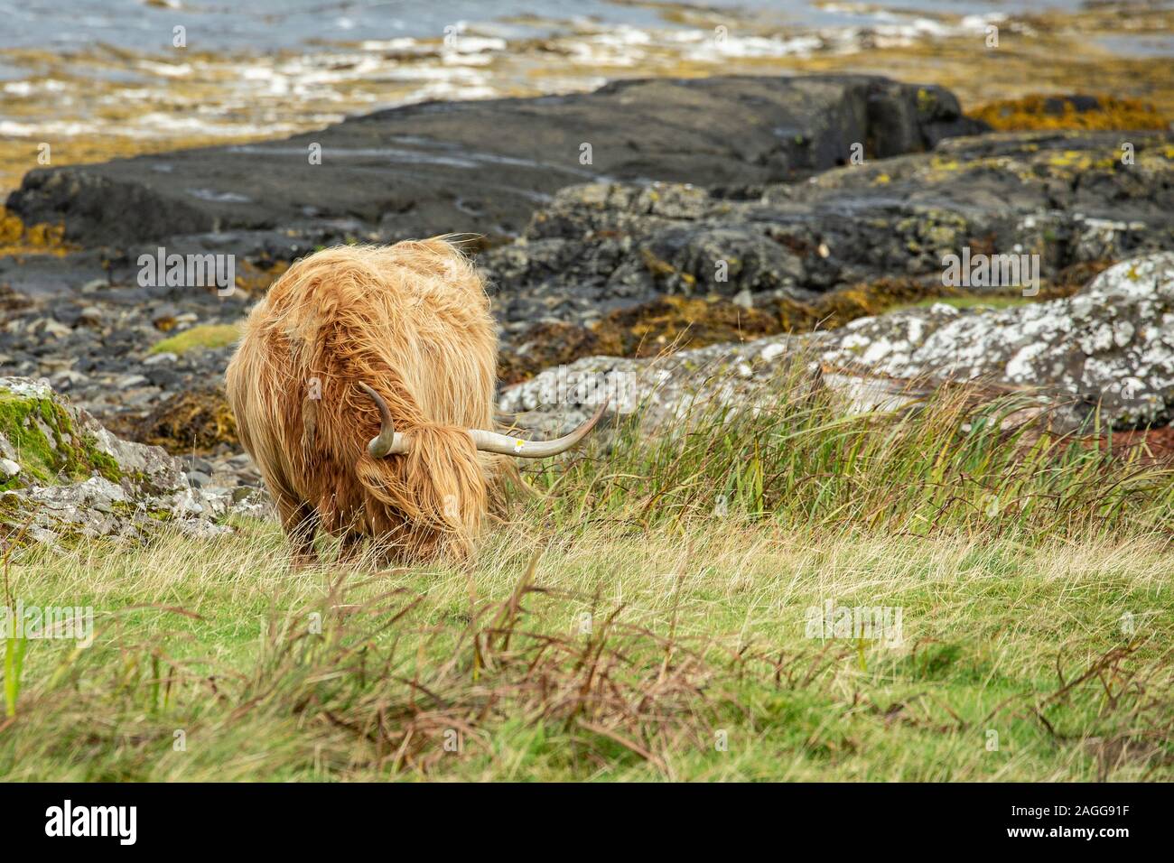 Highland cow isle mull scotland hi-res stock photography and images - Alamy