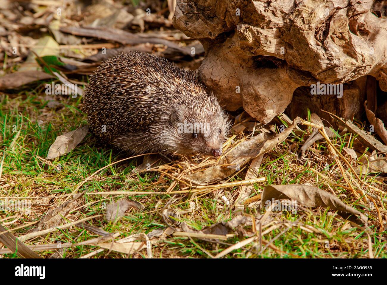 Southern white-breasted hedgehog (Erinaceus concolor) (AKA Eastern European  Hedgehog) This hedgehog is an omnivore and has been known to eat a wide ra  Stock Photo - Alamy