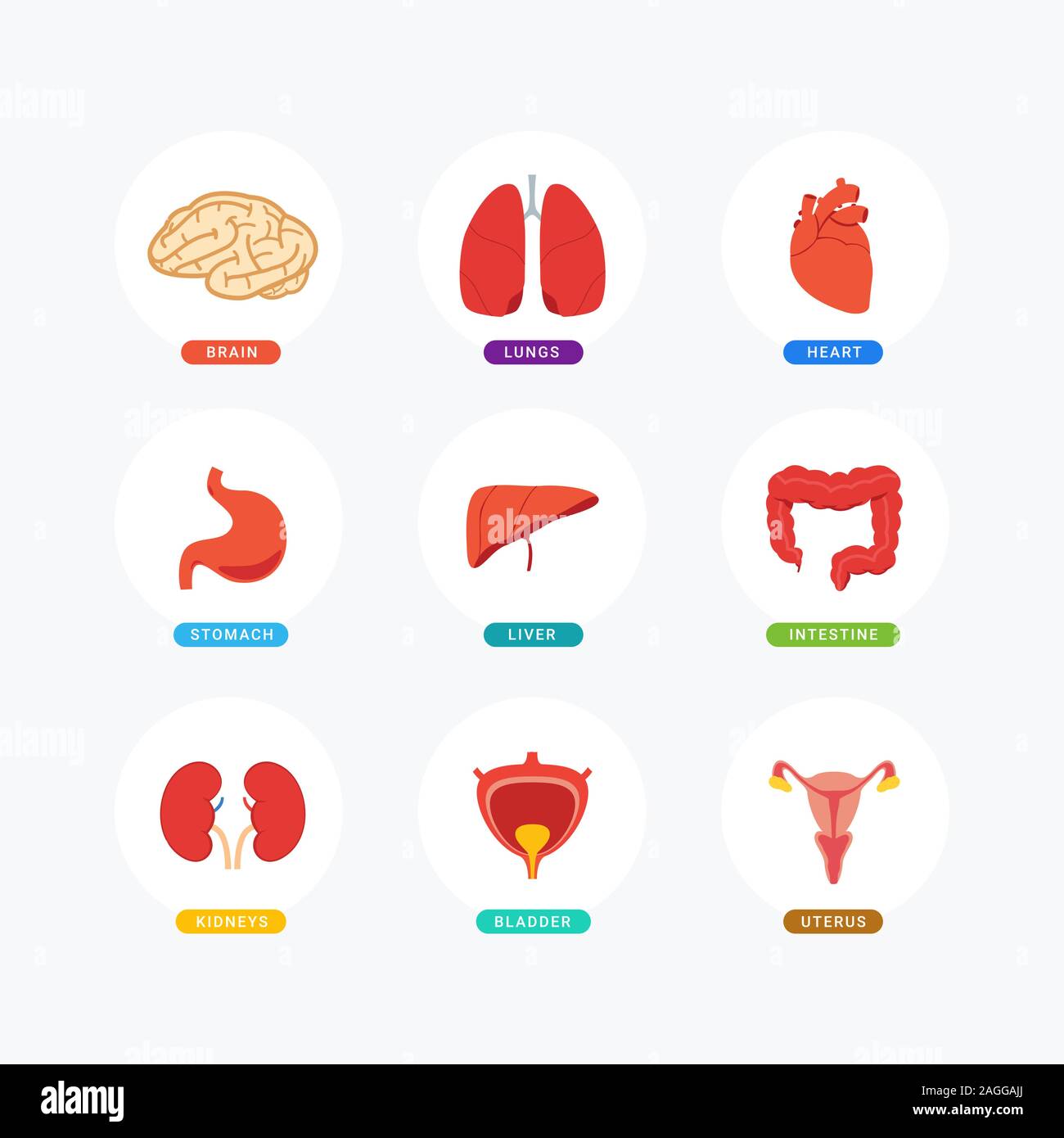 Human's internal organ set. Colorful version. Vector Illustration Stock Vector