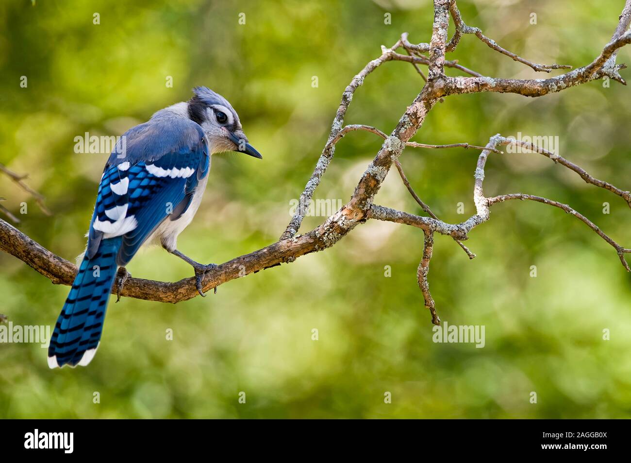 Blue Jay Stock Photo Alamy