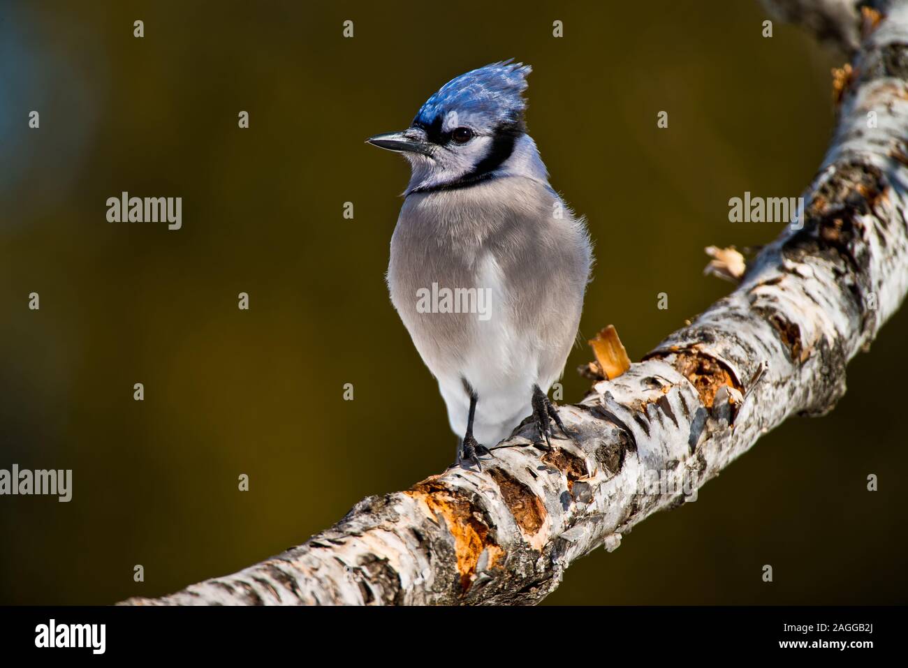 Blue Jay Stock Photo