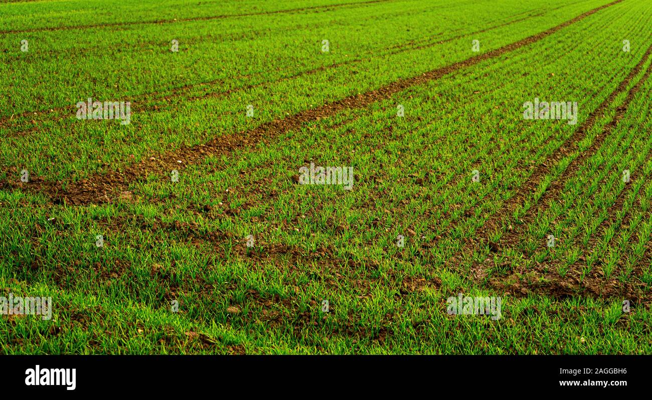 Farming in the middle of Europe, Heidelberg, Germany Stock Photo Alamy