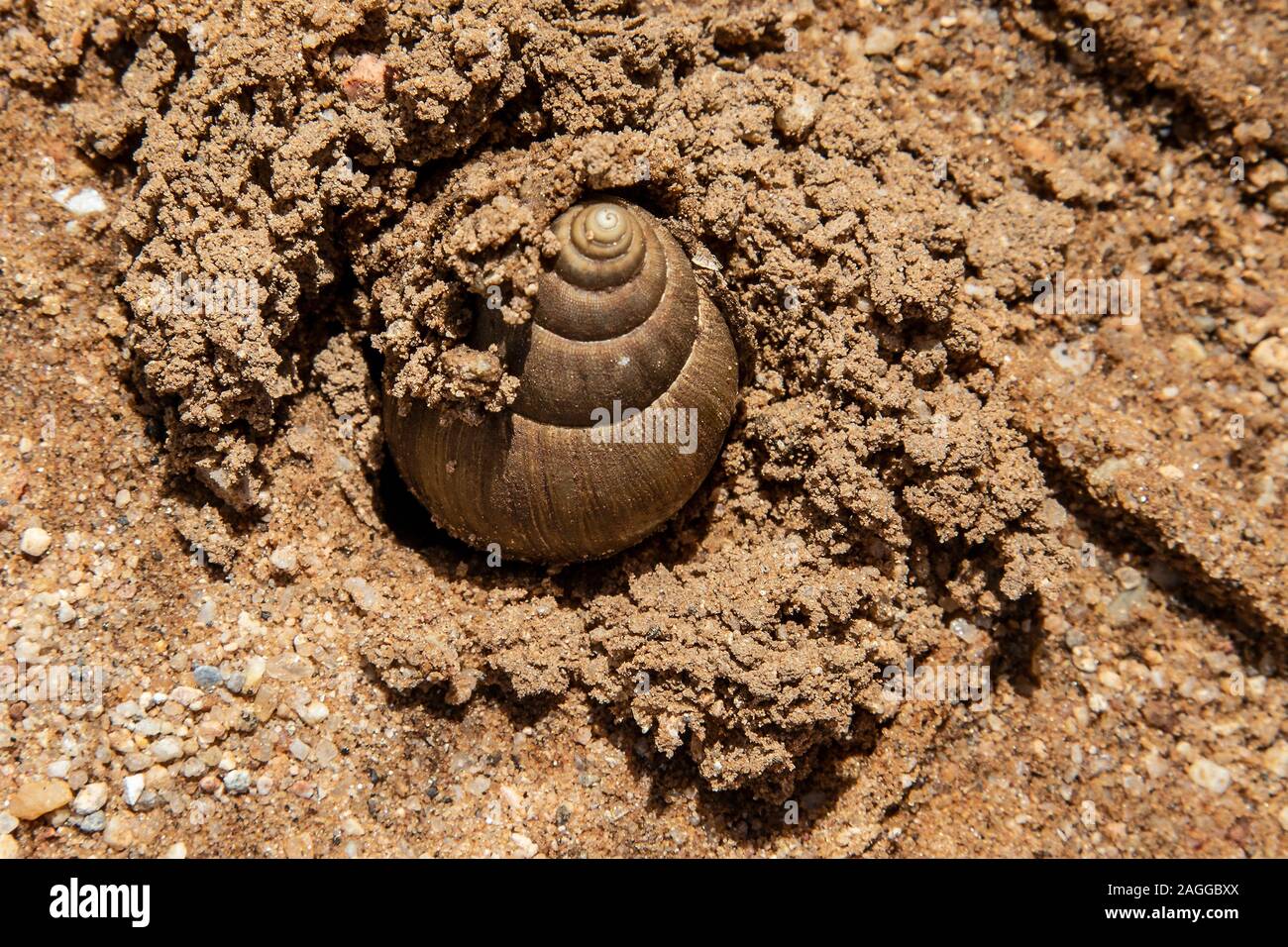 African snail burrowing into the sand after rain. Stock Photo