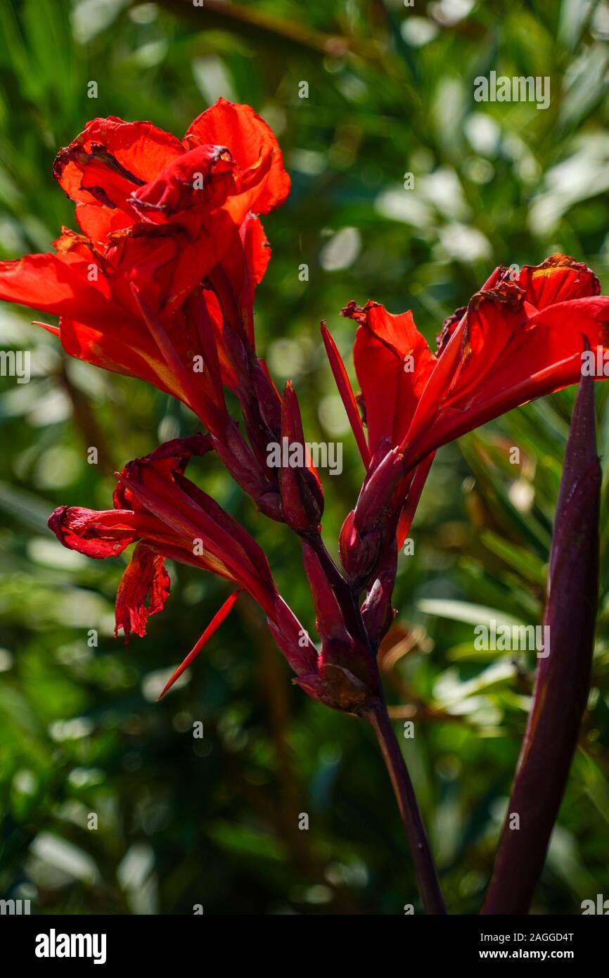 Red Canna (also Canna Lily) Photographed on Cephalonia, Ionian Islands, Greece in September Stock Photo