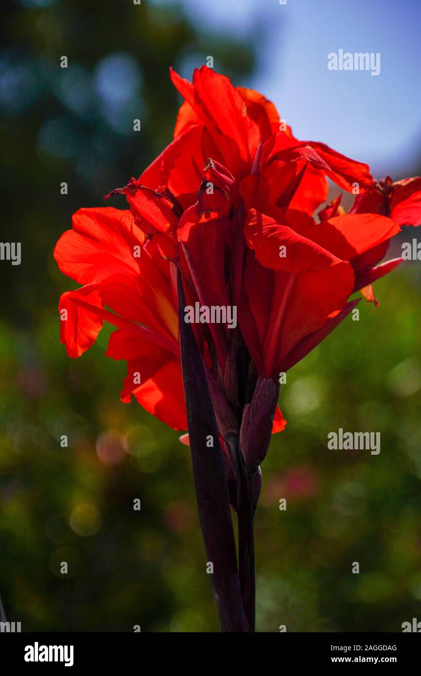Red Canna (also Canna Lily) Photographed on Cephalonia, Ionian Islands, Greece in September Stock Photo