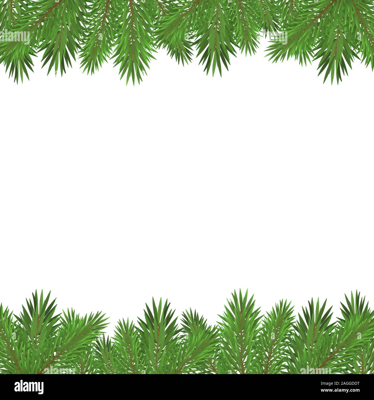 Set of evergreen branches, pine tree, fir, spruce coniferous