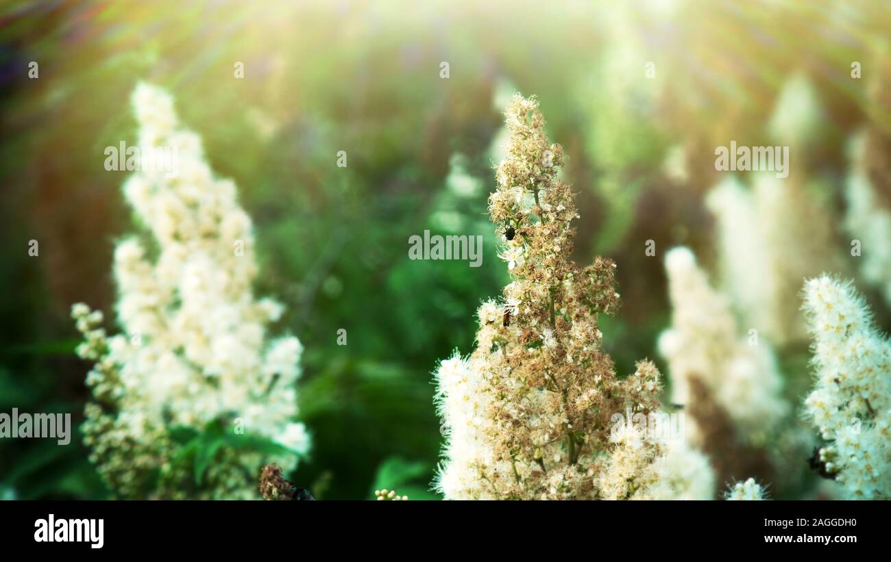 Narrow-leaved spiraea (Spiraea alba) in a meadow in a forest glade Stock Photo